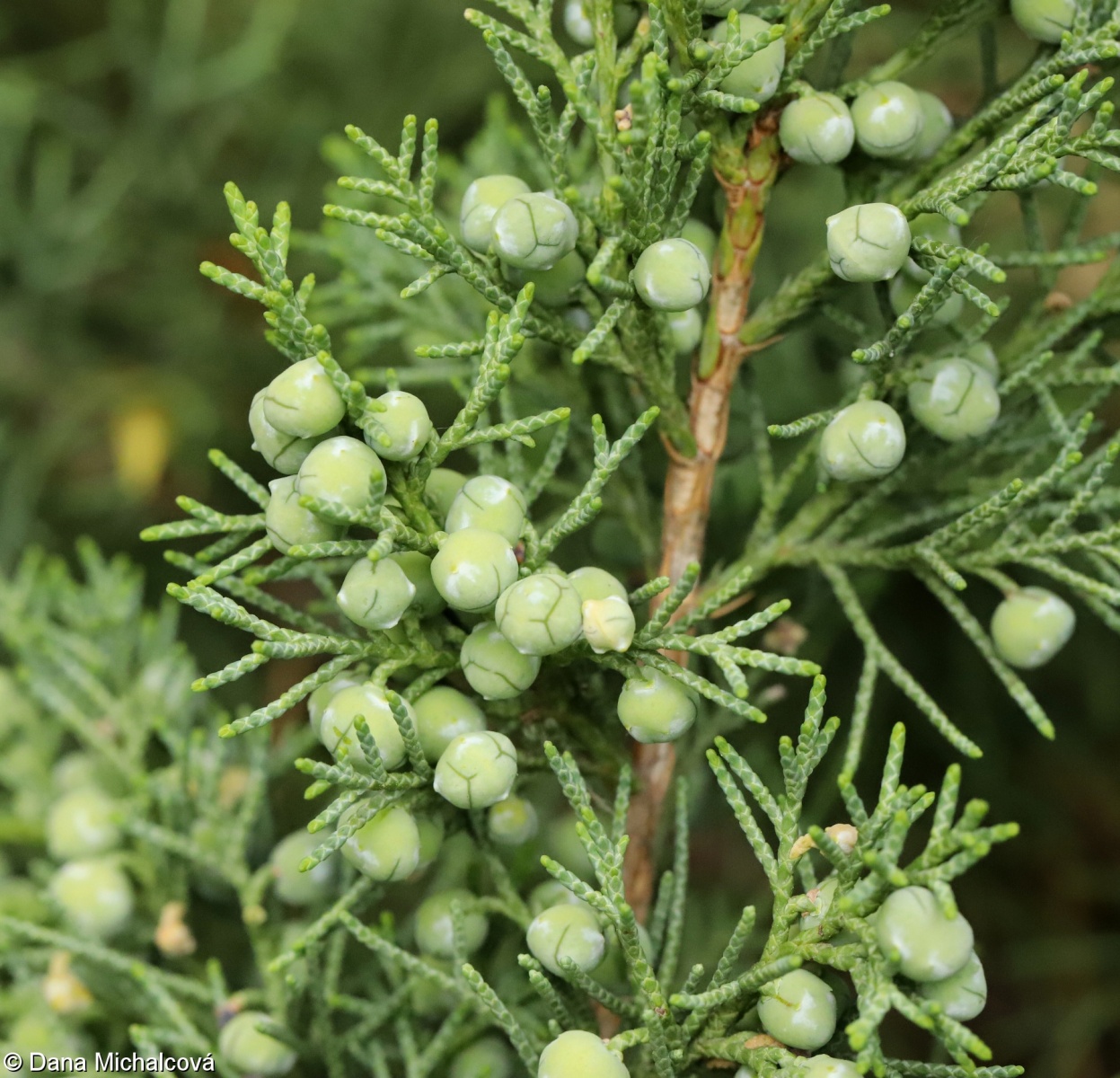 Juniperus chinensis jalovec čínský Pladias Databáze české flóry a