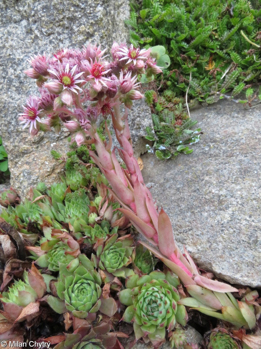 Sempervivum Tectorum Net Esk St E N Pladias Datab Ze Esk Fl Ry