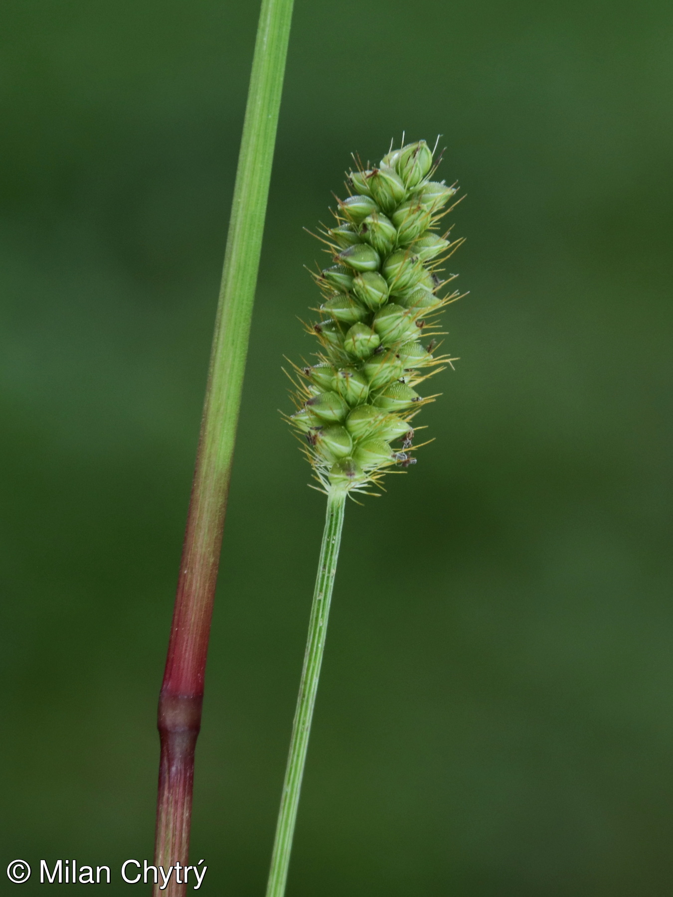Setaria pumila BOTANICAL PHOTOGALLERY