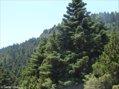 Mediterranean mountain Abies forest
