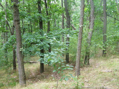 Quercetea pubescentis