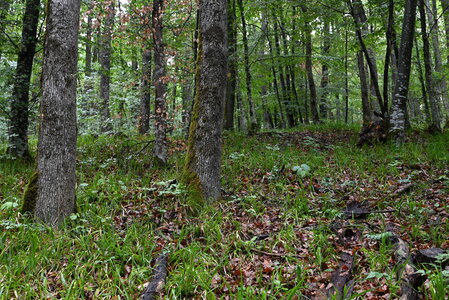 Agrostio-Quercion petraeae