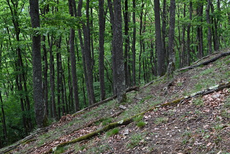 Agrostio-Quercion petraeae