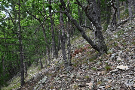 Agrostio-Quercion petraeae