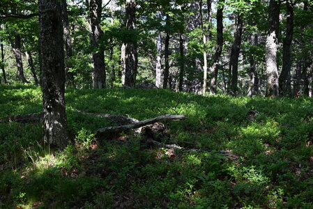 Agrostio-Quercion petraeae