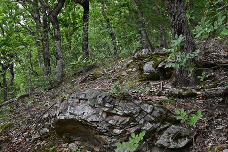 Agrostio-Quercion petraeae