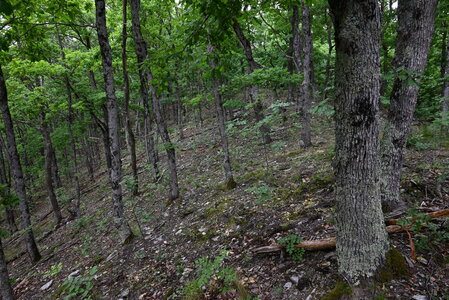 Agrostio-Quercion petraeae