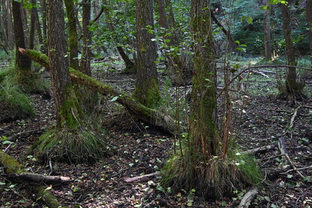 Alnetalia glutinosae