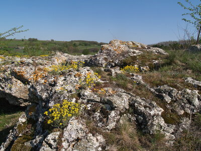 Cryptogam- and annual-dominated vegetation on calcareous and ultramafic rock outcrops