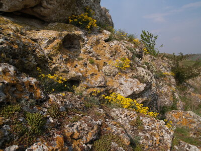 Cryptogam- and annual-dominated vegetation on calcareous and ultramafic rock outcrops