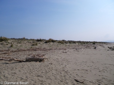 Coastal habitats