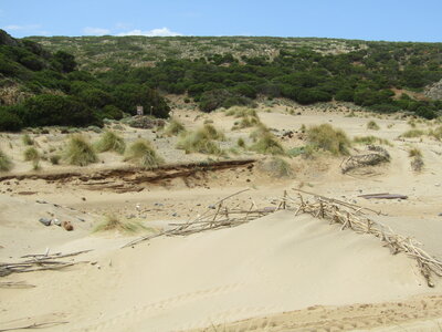 Mediterranean, Macaronesian and Black Sea shifting coastal dune