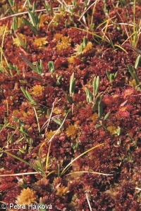 Andromedo polifoliae-Sphagnetum magellanici
