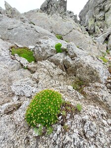 Inland habitats with no or little soil and mostly with sparse vegetation