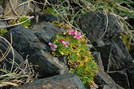 Inland habitats with no or little soil and mostly with sparse vegetation