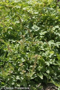 Arctio lappae-Artemisietalia vulgaris