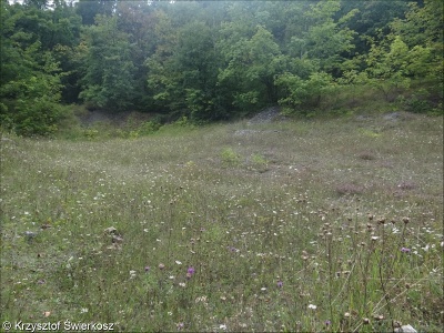 Heavy-metal grassland in Western and Central Europe