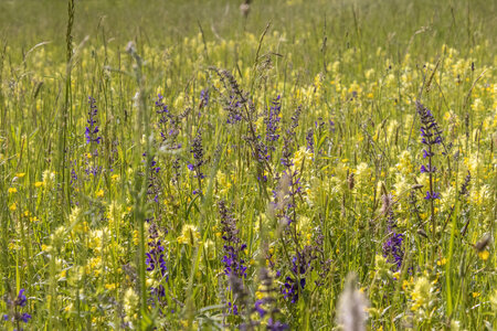 Low and medium altitude hay meadow