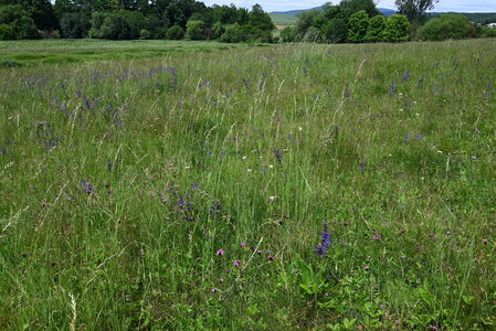 Arrhenatherion elatioris