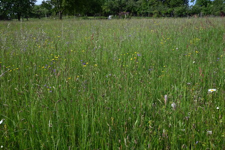 Mesic grasslands