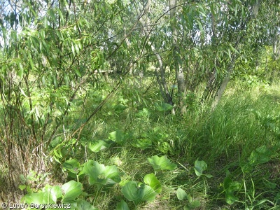 Salicetalia purpureae