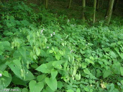 Arunco vulgaris-Lunarietum redivivae
