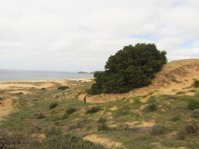 Mediterranean and Black Sea coastal dune scrub