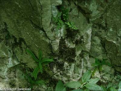 Asplenio scolopendrii-Geranion robertiani