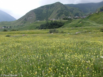 Poo alpinae-Trisetetalia