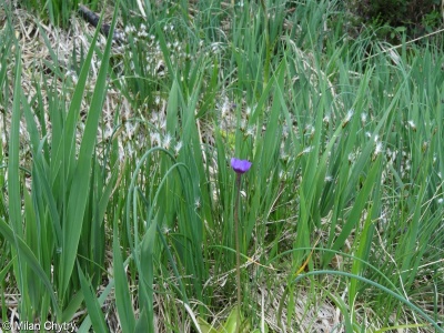 Bartsio alpinae-Caricetum nigrae