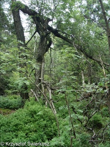 Southern European mountain Betula and Populus tremula forest on mineral soils