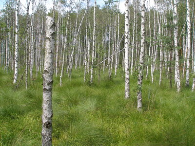 Broadleaved mire forest on acid peat