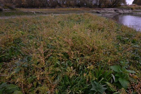 Periodically exposed shore with stable, eutrophic sediments with pioneer or ephemeral vegetation