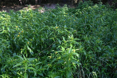 Periodically exposed shores