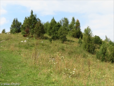 Lowland to montane temperate and submediterranean Juniperus scrub