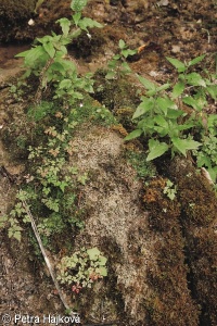 Brachythecio rivularis-Cratoneuretum