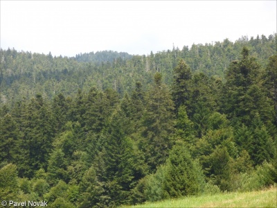 Temperate mountain Abies forest