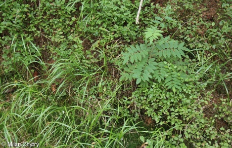 Calamagrostio villosae-Piceetum abietis