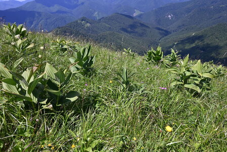Calamagrostion arundinaceae