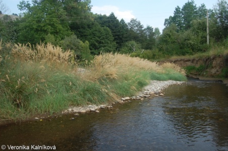 Unvegetated or sparsely vegetated gravel bars