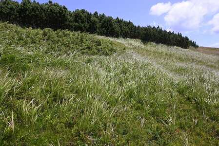 Calamagrostion villosae