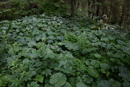 Molinietalia caeruleae