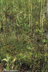 Campylio stellati-Caricetum lasiocarpae