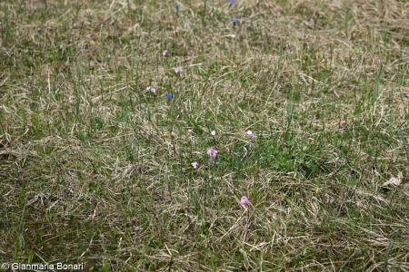 Scheuchzerio palustris-Caricetea fuscae