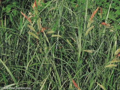Magno-Caricion gracilis