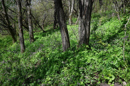 Broadleaved deciduous plantation of non site-native trees