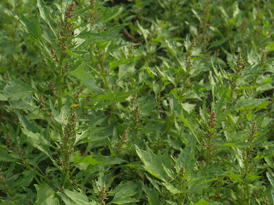 Bidentetalia
