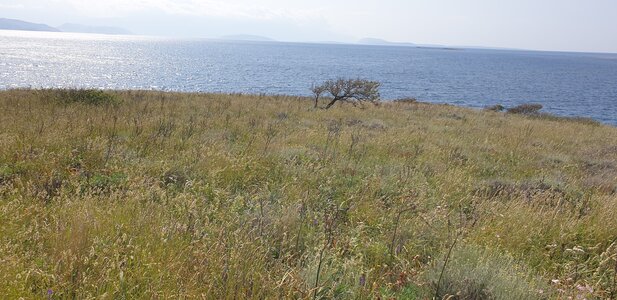 Dry steppic submediterranean pasture of the Amphi-Adriatic region
