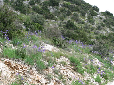 Dry steppic submediterranean pasture of the Amphi-Adriatic region