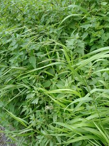 Artemisietea vulgaris